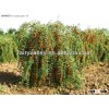 Hybrid F1 Ningxia Best Quality Goji Berry Seeds For Goji Plants Trees 10 years Experience