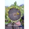 china cheap sunflower seeds for planting 1231