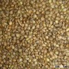 Hemp seed bird feed