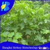 2016 Jatropha curcas seeds for sale