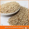 sesame seed for bakery shops