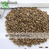 2015 crop Chinese Hemp seeds origin in Gansu nothwest of China