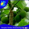 2016 Hot sale jatropha curcas seeds for sowing