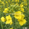December rapeseeds/canola seeds shipment origin from Ukraine with high oil content