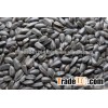 export Chinese bulk long shape sunflower seeds