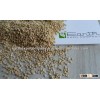 Dehydrated White Sesame seeds