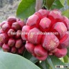 High Quality Kadsura Coccinea Seeds Hei Lao Hu Seeds Bu Fu Na Seeds For Growing