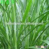 Livestock Love Pennisetum purpureum Seeds Hybrid Grass Seed