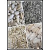 Chinese white sunflower seeds and kernels confectionary or bakery market price