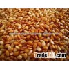 Roasted Sesame SEED
