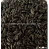 Sunflower Seeds For Oil