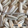 White sunflower seeds 2012 crop to Turkish market
