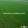 Good quality Bermuda grass seeds/ Cynodon dactylon seeds for planting