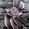 Sunflower seeds Round Shape 1121