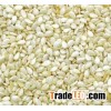 White Sesame Seeds
