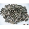 Hot Sale 5009 Big Size Sunflower Seeds