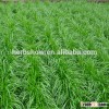 High quality perennial ryegrass seeds ABODE for growing