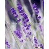 High quality Lavender seeds for growing