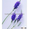 High quality Lavender seeds for planting