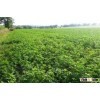 Alfalfa lucerne seeds/alfalfa seeds