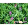#1 Hybrid USA Alfalfa Seed