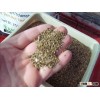 Forage seeds for sale