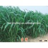 High Grade Sorghum Sudan Grass Seeds Sorghum Hybrid sudan grass Seeds For Cultivartion