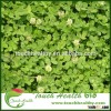Touchhealthy supply white clover seeds/Trifolium repens L seeds/forage grass seeds