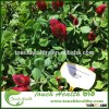 Touchhealthy supply Tincarnatum seeds/Trifolium incarnatum seeds/forage grass seeds