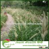 Touchhealthy supply Pennisetum alopecuroides seeds/pearl millet seeds/forage grass seeds