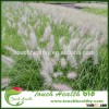 Touchhealthy supply Pennisetum sichuanense seeds/Chinese pennisetum seeds/Lawn grass seeds