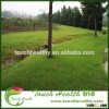 2016 Touchhealthy supply Bison grass seeds/ Buffalograss seeds/lawn grass seed