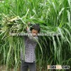 Gaodan Grass Seeds Sorghum Sudan Grass Seeds Sorghum Hybrid sudan grass Seeds For Growing