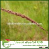 2016 Touchhealthy supply dahusian wildrye seeds/ Elymus rectisetus seeds/Lawn grass seeds