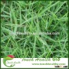 Touchhealthy supply Perennial Ryegrass seeds/ryegrass seeds/forage grass seeds