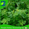 2016 Hot sale Medicago Sativa seeds for sowing