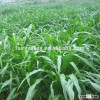 Sorghum hybrid sudangrass Seeds Animal grass seed