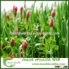 Touchhealthy supply trifolium pretense seeds/Trifolium pratense seeds/forage grass seeds