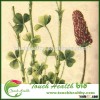 Touchhealthy supply Trifolium incarnatum seeds/crimson clover seeds/forage grass seeds