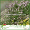 Touchhealthy supply Coronilla varia seeds/ Comllla VaIlal seeds/Lawn grass seeds
