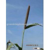 Perennial Hybrid Pennisetum Forage Grass Seed