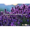 Lavender seeds for Romantic home
