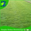Hot sale easy growing lawn grass seeds seashore paspalum seeds for planting