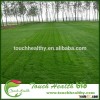 2016 Touchhealthy supply Poa annua L seeds/Bluegrass seeds/Lawn seeds