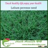 2016 Loliun multiflorum,Annual Ryegrass seeds for planting