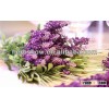 Lavender seeds for Romantic love