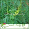 Touchhealthy supply daghestan sweet clover seeds/ Melilotus suaveolens seeds/lawn grass seeds