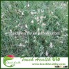2016 Touchhealthy supply Lotus corniculatus seeds/Lotus japonicus seeds/lawn grass seeds