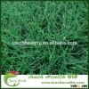 2016 Touchhealthy supply ryegrass seeds/ Lolium multiflorum seeds/lawn seeds
