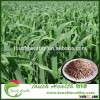 Touchhealthy supply oat seeds/ Avena sativa L seeds/Forage grass seeds